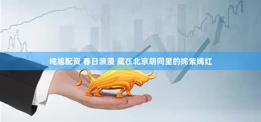 纯旭配资 春日浪漫 藏在北京胡同里的姹紫嫣红